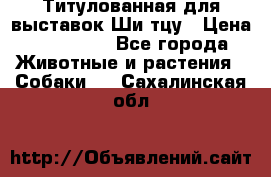 Титулованная для выставок Ши-тцу › Цена ­ 100 000 - Все города Животные и растения » Собаки   . Сахалинская обл.